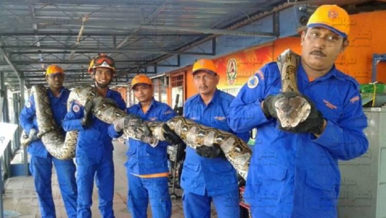  ​بالصور : وفاة أطول ثعبان في العالم بماليزيا 