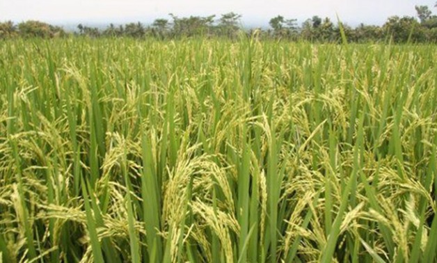  زراعة كفر الشيخ ... وصول نسبة حصاد الأرز بالمحافظة الى 90%