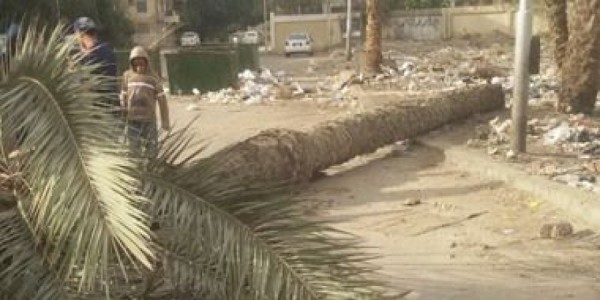  مصرع طفل نتيجة سقوط شجرة عليه بكفر الشيخ