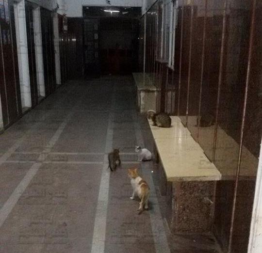 القطط تستوطن مستشفى مطوبس المركزى