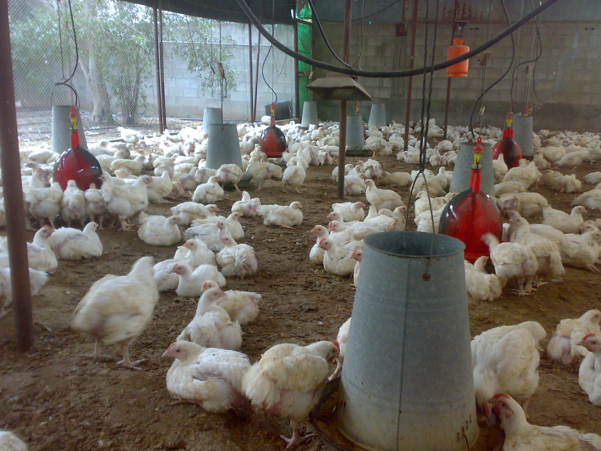  8 علامات تكشف الدجاج المحقون بالهرمونات المسرطنة