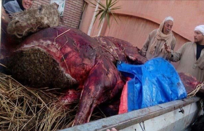  كارثة.. العثور على حمير مذبوحة داخل مزرعة دواجن بكفر الشيخ