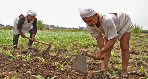  «زراعة كفر الشيخ» تنظم ندوة للمزارعين حول كيفية التعامل مع المحصول