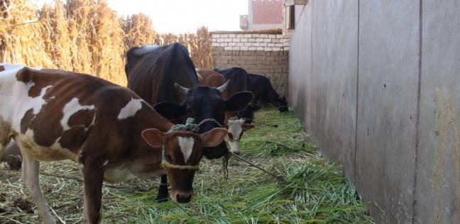  بدء حملة تحصين الماشية ضد مرض التسمم الدموى بكفر الشيخ