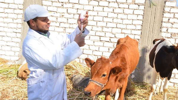  تحصين 7 ألاف رأس ماشية ضد مرض التسمم الدموي في كفر الشيخ