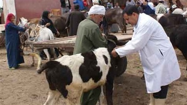   بيطرى كفر الشيخ : حملات مكثفة لتحصين الماشية  ضد الحمى القلاعية