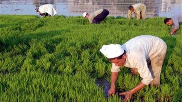  مزارعو الأرز بكفر الشيخ يستغيثون بـ