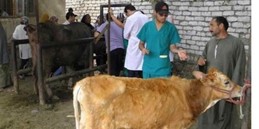  الطب البيطرى بكفر الشيخ يحصن 45 ألف رأس ماشية ضد 