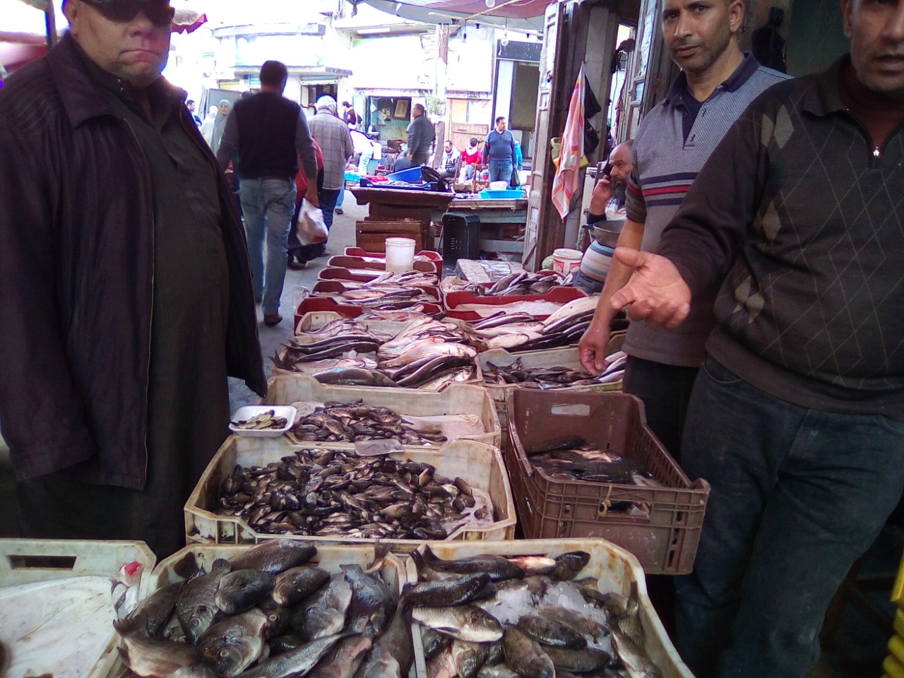  ارتفاع جنوني في أسعار السمك بكفر الشيخ.. وبائع: «رجعوا مبارك» 