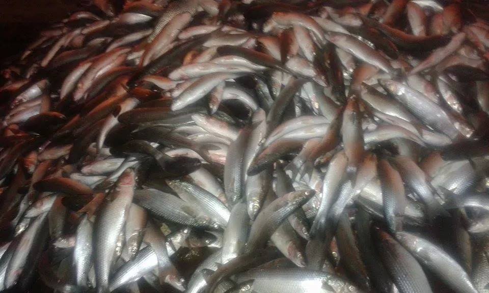  الصحة: إعدام طنى أسماك نافقة فى البحيرة وكفر الشيخ
