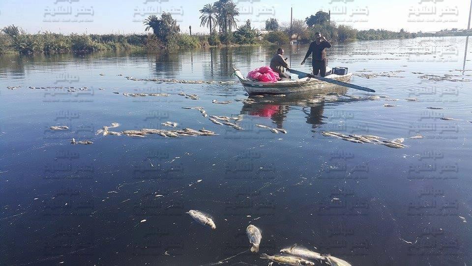 الأسماك النافقة تملىء نهر النيل بمدينة فوه