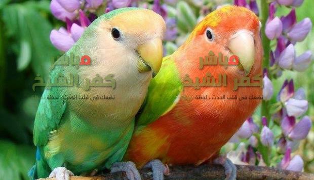  صور| معلومات لا تعرفها عن «طيور الحب»