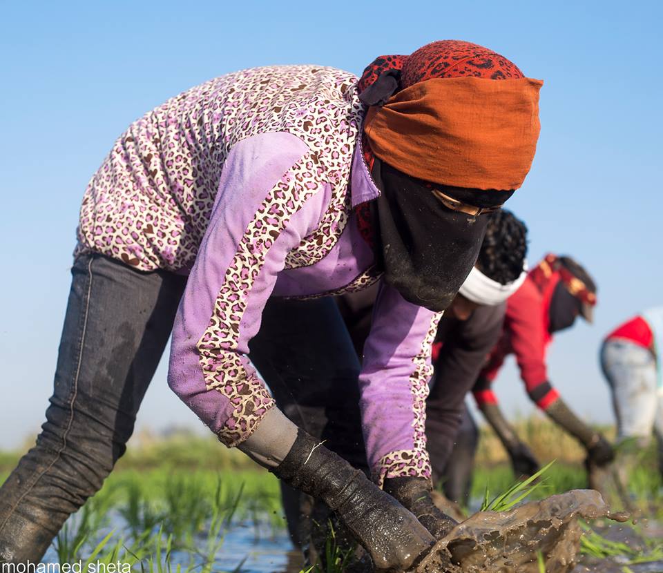  بالصور.. بطلات اللقمة الحلال.. 8 صور تحكى قصة العاملات فى زرع الأرز بكفر الشيخ