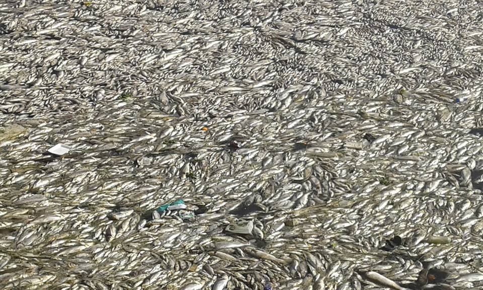  بالصور.. ظهور كميات كبيرة من الأسماك النافقة بفوه ومحافظ كفر الشيخ نراقب الأسواق وسننتشلها من نهر النيل
