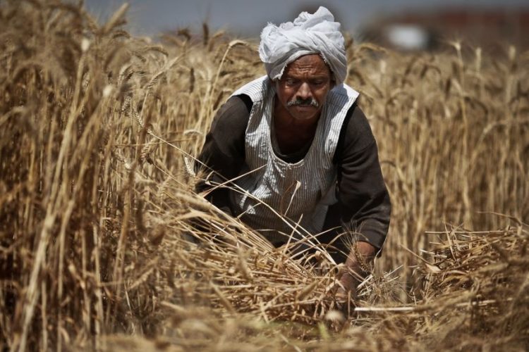  مديرية التموين بكفر الشيخ : تشكل لجنة لاستلام القمح من المزارعين