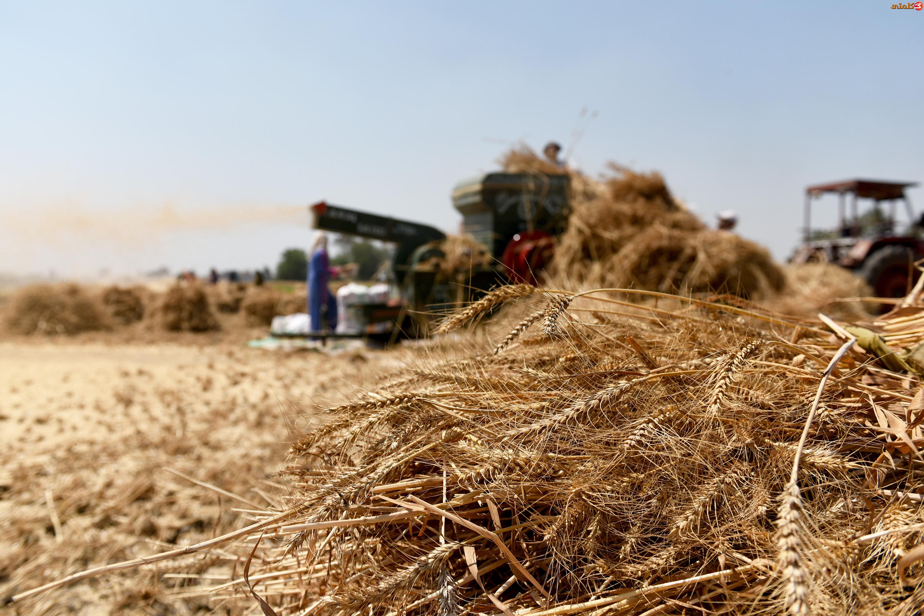  تموين كفر الشيخ : الشون والصوامع استقبلت ألف و 327 طن قمح من المزارعين