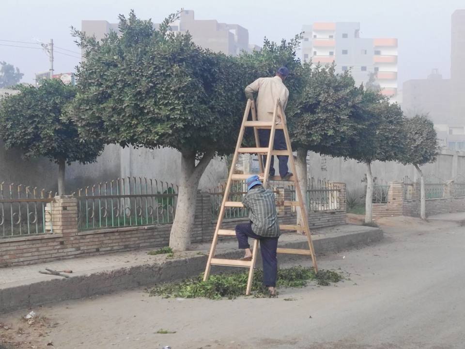  بالصور .. استمرار حملات النظافة وتقليم الاشجار بشوارع قلين