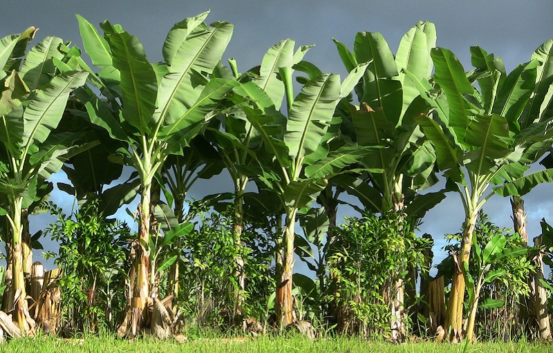  « البلاليكا » أرخص أنواع الموز فى مصر