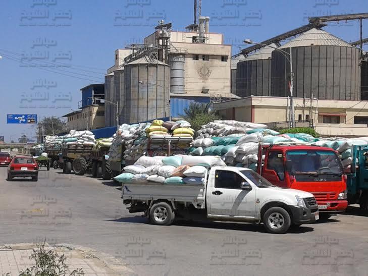  بالصور : أزمة توريد القمح  تتزايد  بكفر الشيخ والفلاحون يضطرون لبيعه بالسوق السوداء 