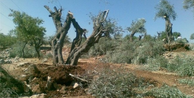  استياء أهالي كفر الشيخ لإزالة أشجار يتعدى عمرها 40 عامًا