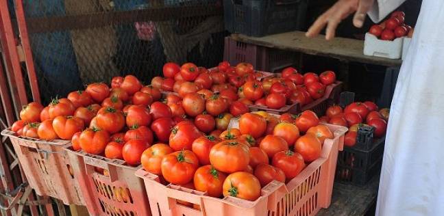  رسميا.. حظر استيراد تقاوى الطماطم 023 بعد ثبوت إصابتها بفيروس