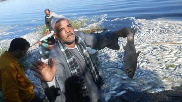  هالة أبو السعد تتقدم بطلب إحاطة حول تلوث مياة الشرب و نفوق الأسماك فى فوة