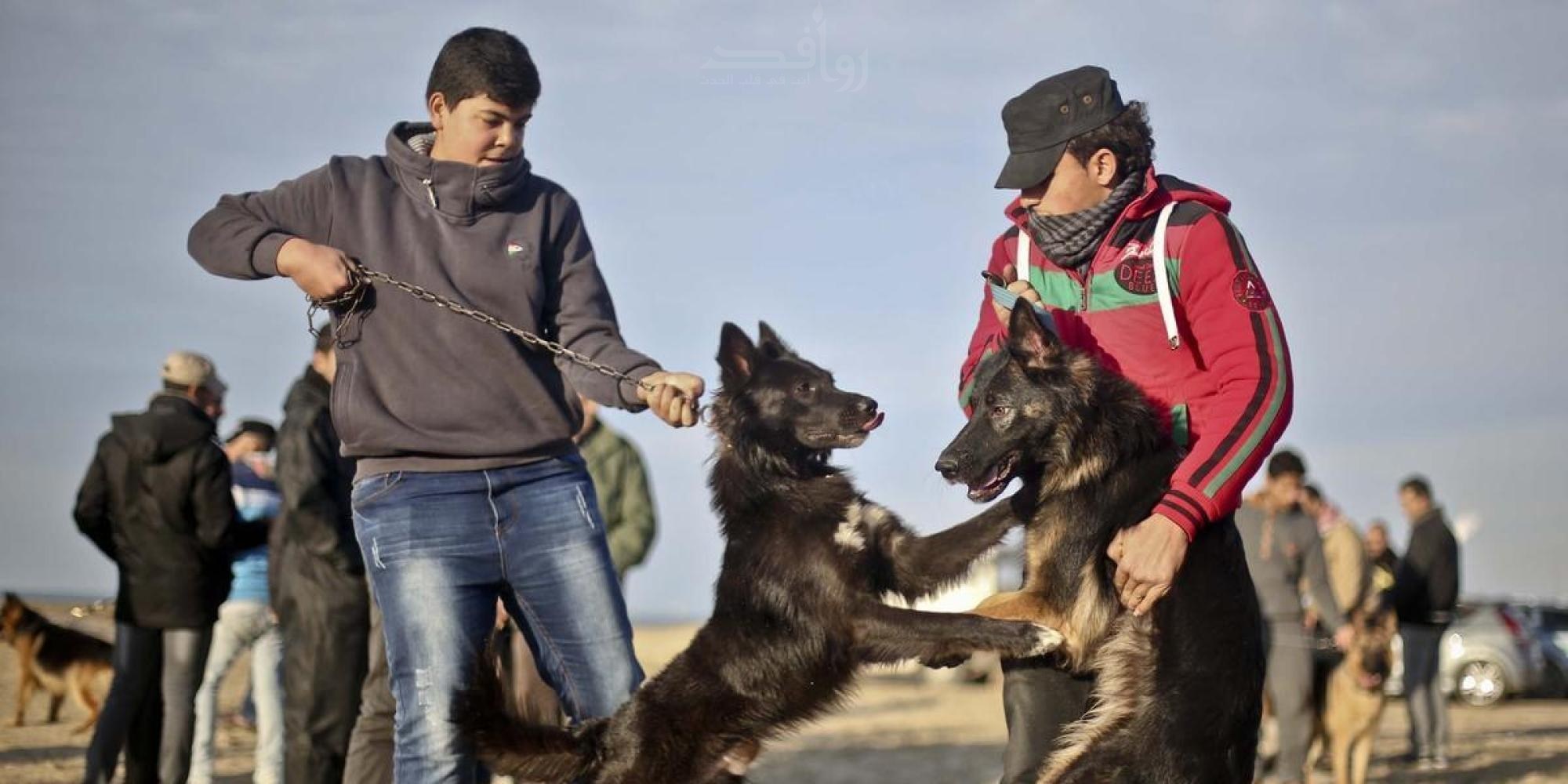  انتشار ظاهرة اصطحاب الكلاب للتحرش والمنظرة فى شوارع الحامول بكفر الشيخ