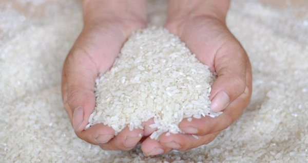  ضبط 500 طن أرز منتهى الصلاحية بحوزة 5 تجار فى كفر الشيخ