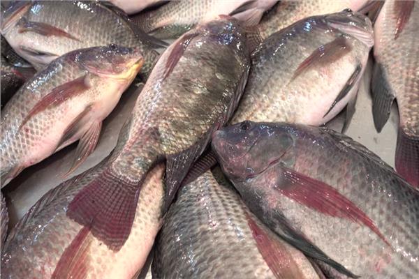  ضبط 7 أطنان أسماك بلطى فاسد وغلق 18 محل غير مرخص بكفر الشيخ