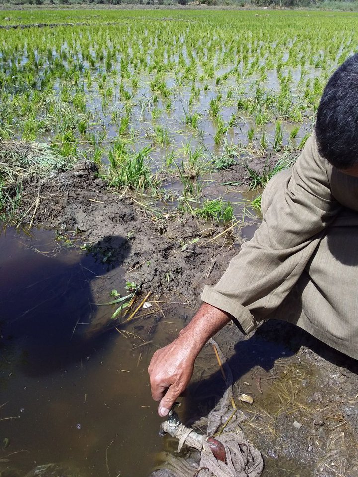   بالصور..  مزارع يروى محصول الأرز بـ «مياه الشرب» فى كفر الشيخ