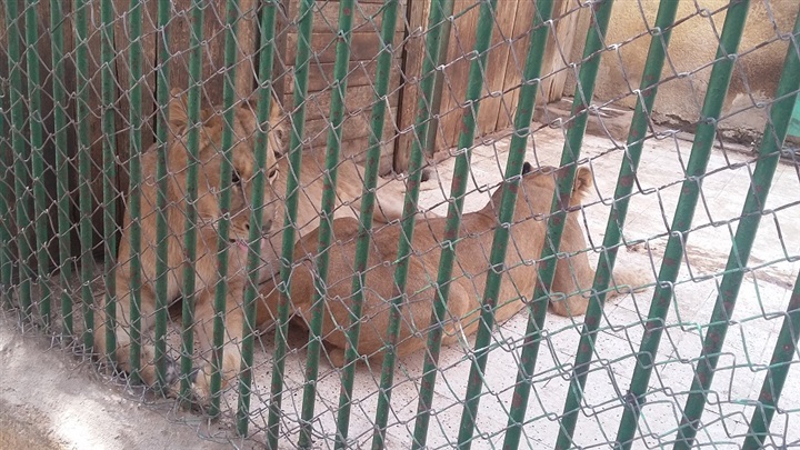  بالصور :  بيت السباع بحديقة حيوان كفر الشيخ الوحيد بمحافظات الدلتا