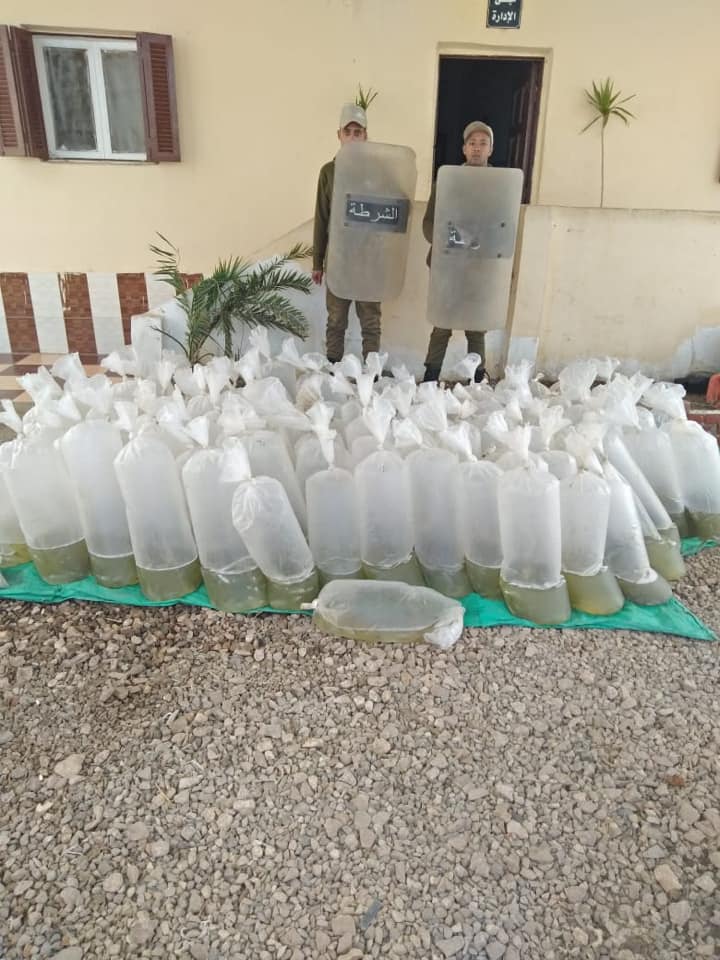  بالصور: شرطة المسطحات المائية بكفر الشيخ تضبط ٣٠ ألف وحدة زريعة أسماك