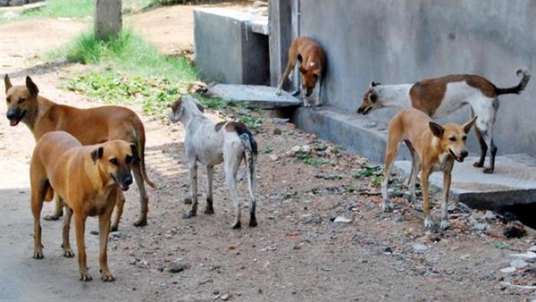  مكافحة 40 كلبا ضالا بـ 3 قرى بمدينة فوه