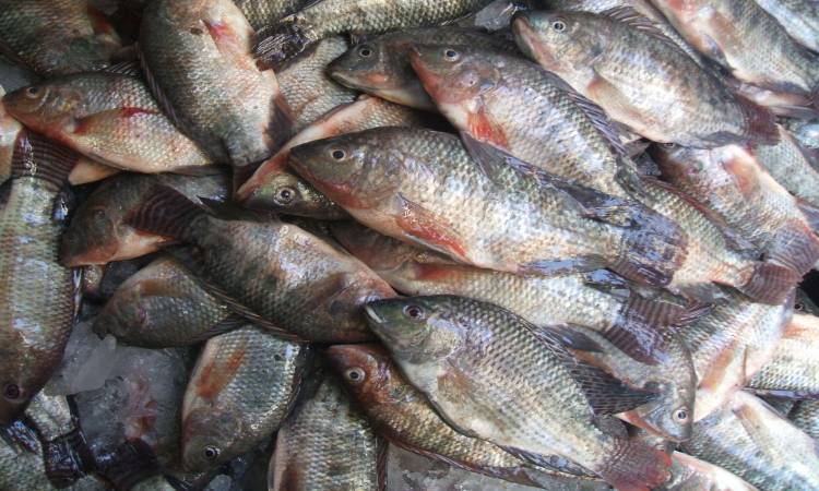  ضبط ٢.٢ طن سمك  «بلطى فاسد» بكفر الشيخ