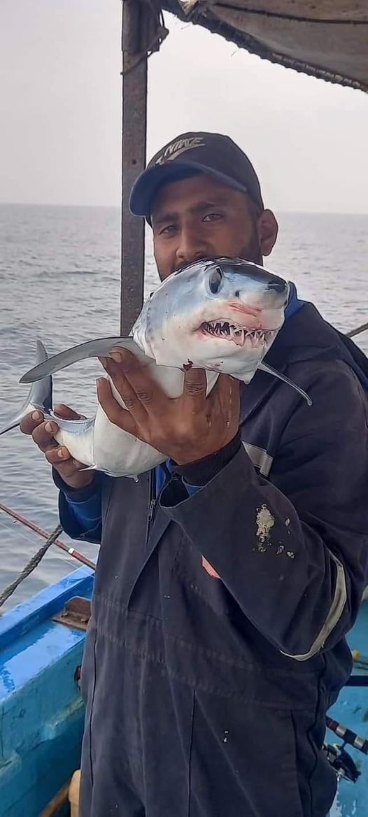  كشف حقيقة ظهور سمكة القرش في الإسكندرية
