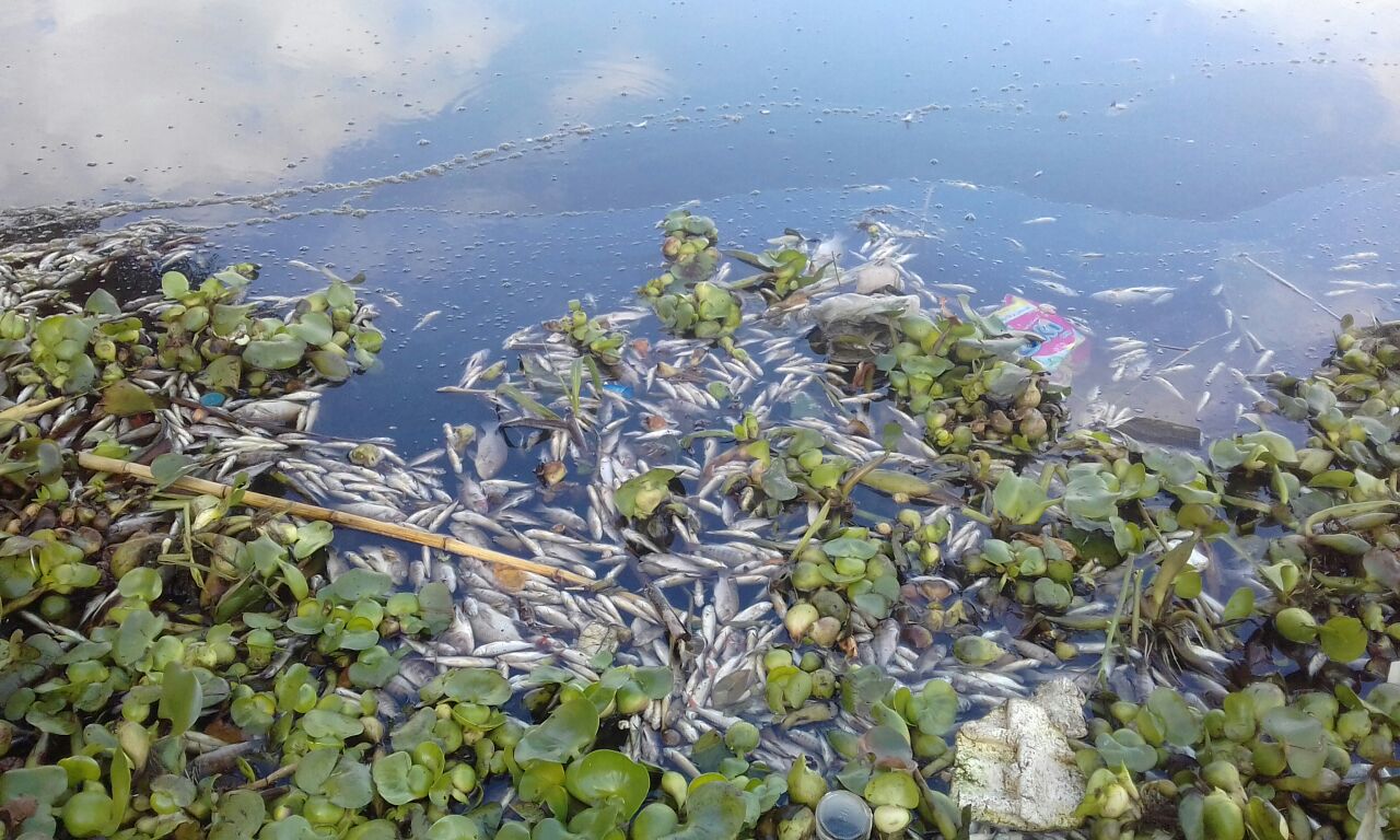   بالصور ..  نفوق الاسماك بمياة نهر النيل بكفر الشيخ